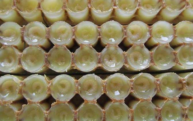 蜂王胎價格多少錢一瓶? 蜂王胎