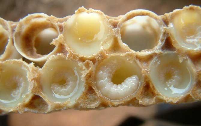 吃蜂王胎一年后有什么變化? 蜂王胎