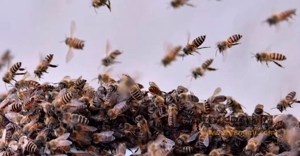 中國農(nóng)科院 石柱縣 重慶 蜜蜂養(yǎng)殖 中蜂