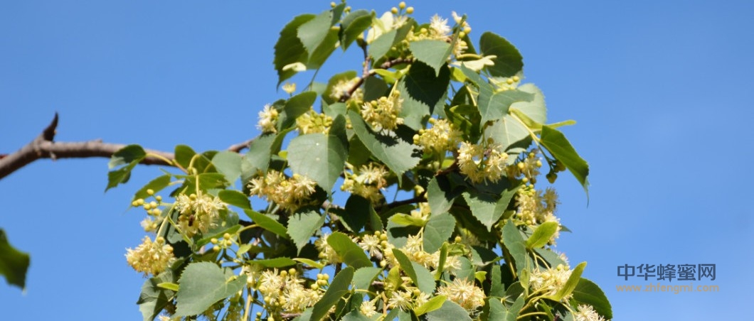 飼養(yǎng)管理|抓好細節(jié),提高產量 飼養(yǎng)管理|抓好細節(jié),提高產量
