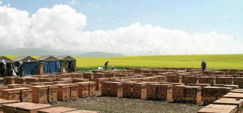 家庭低拔蜜蜂飼養(yǎng)技術特點 蜜蜂 養(yǎng)蜜蜂 蜜蜂養(yǎng)殖 轉(zhuǎn)地 育王 分群