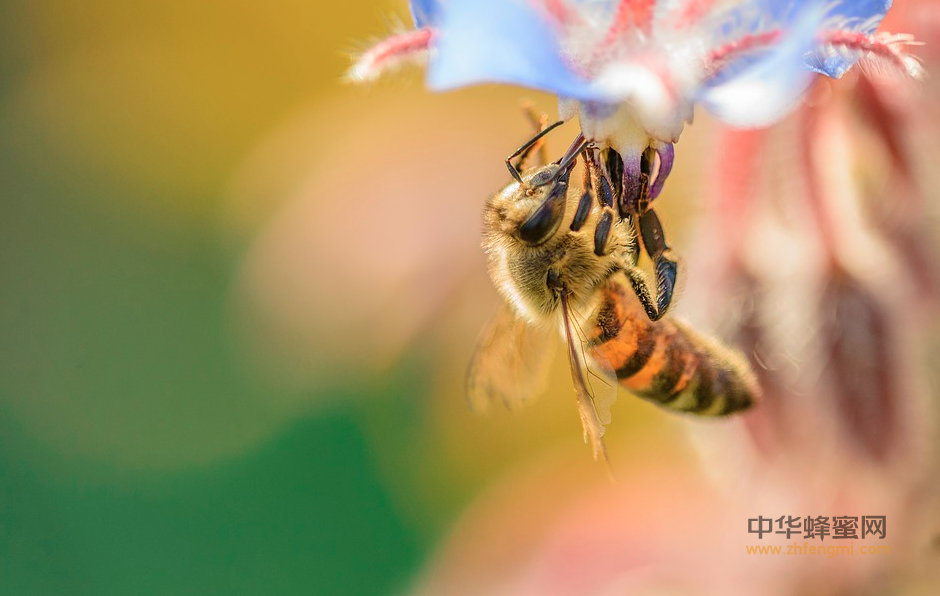 養蜂人 王鎮東 蜜蜂 養蜂
