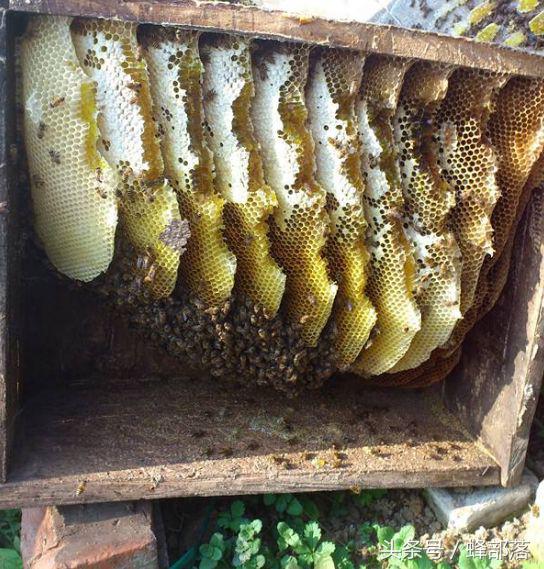 古代人們是如何取蜜的？現(xiàn)代養(yǎng)蜂人看了都心痛