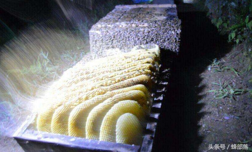 古代人們是如何取蜜的？現(xiàn)代養(yǎng)蜂人看了都心痛