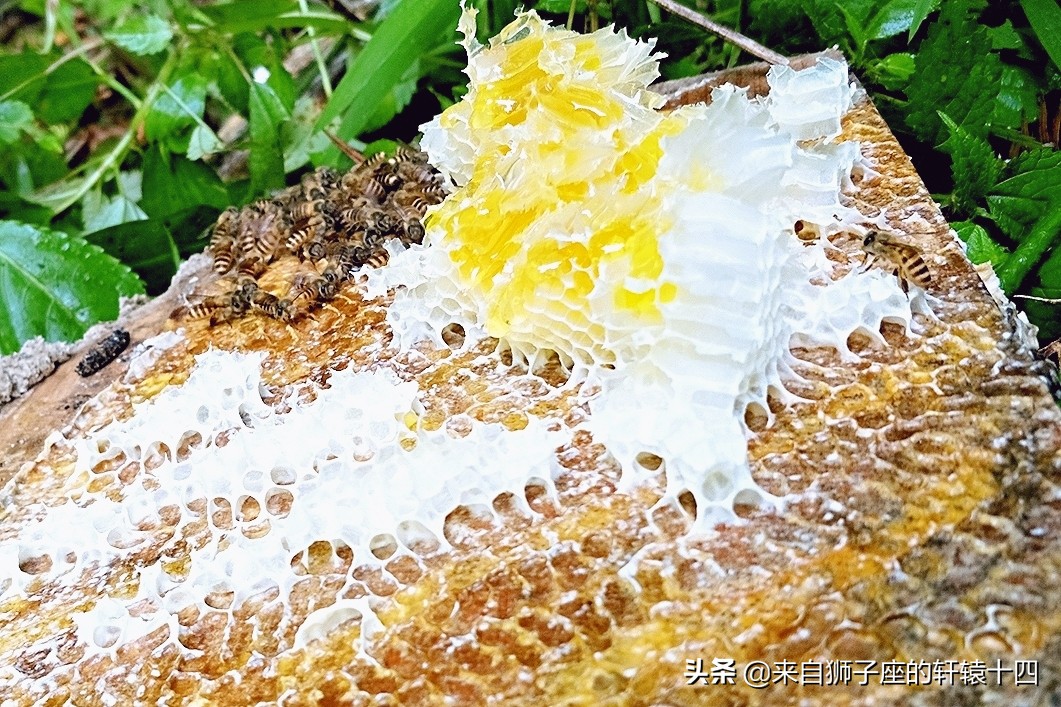 探尋養蜂人，取蜂蜜要用煙熏