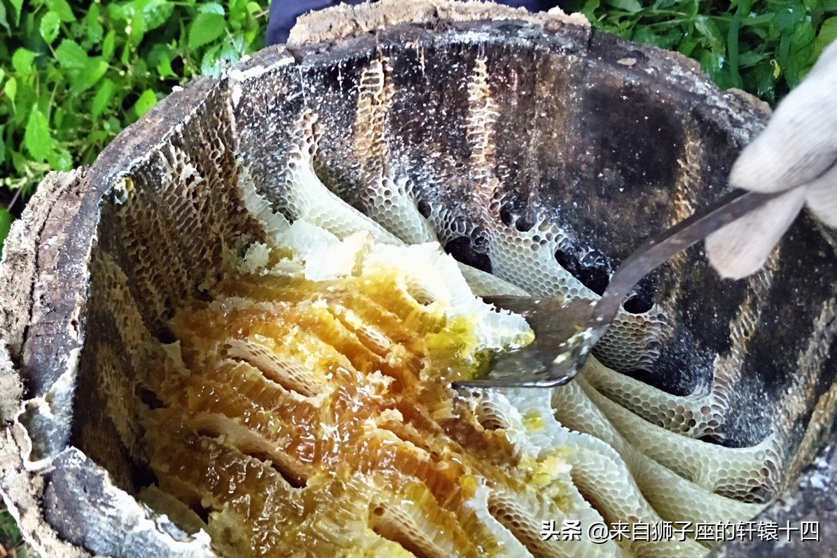 探尋養蜂人，取蜂蜜要用煙熏