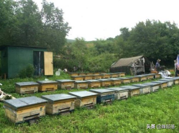 深洞中的土蜂蜜怎么取？農(nóng)村人的土辦法，不挖不撬一網(wǎng)打盡