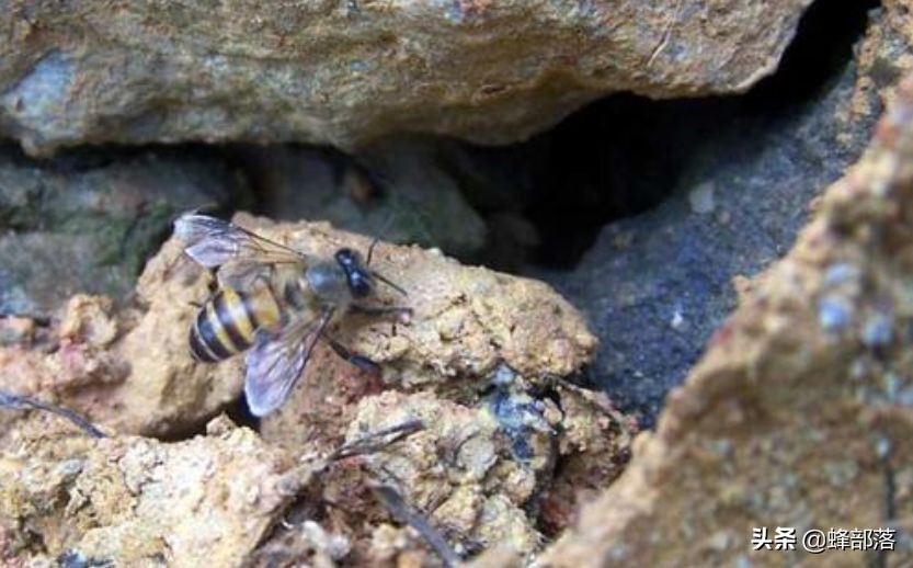 深洞中的土蜂蜜怎么取？農(nóng)村人的土辦法，不挖不撬一網(wǎng)打盡