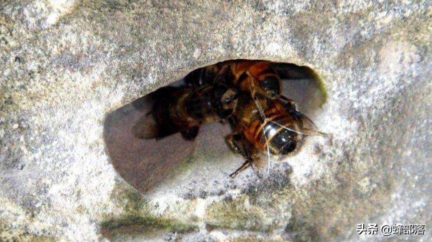 深洞中的土蜂蜜怎么取？農(nóng)村人的土辦法，不挖不撬一網(wǎng)打盡