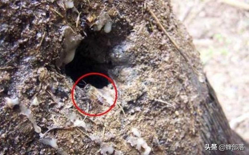 深洞中的土蜂蜜怎么取？農(nóng)村人的土辦法，不挖不撬一網(wǎng)打盡