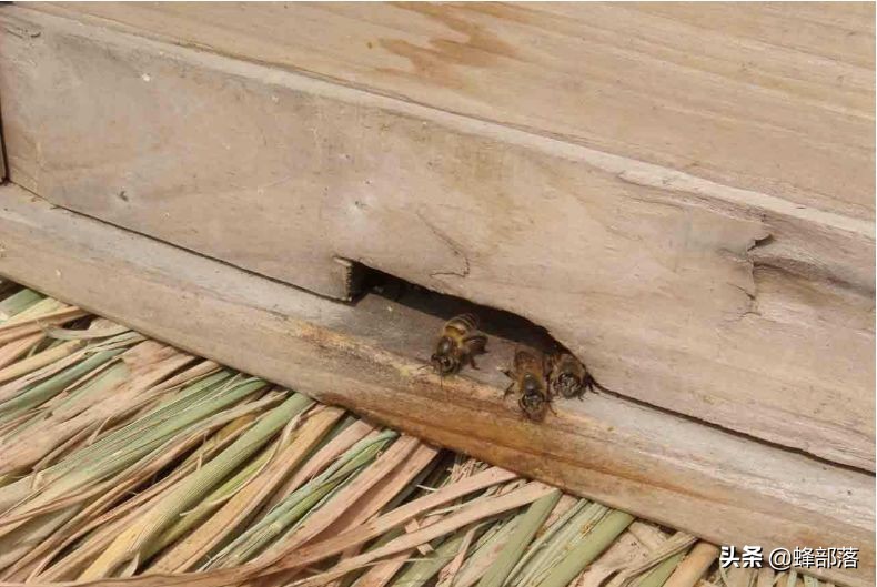 深洞中的土蜂蜜怎么取？農(nóng)村人的土辦法，不挖不撬一網(wǎng)打盡