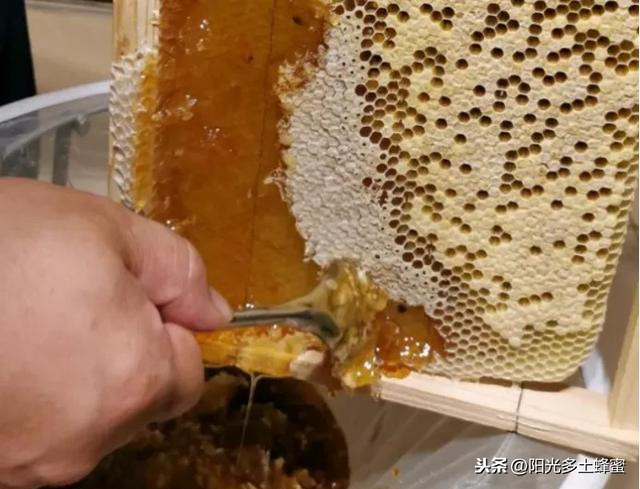 你試過刮脾取蜜嗎？它真的優于搖蜜機取蜜嗎？