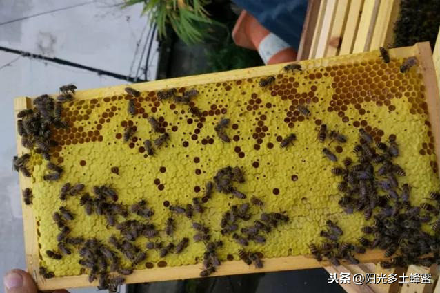 你試過刮脾取蜜嗎？它真的優于搖蜜機取蜜嗎？