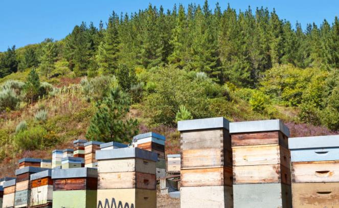 傻瓜式養蜂之必備蜂器具