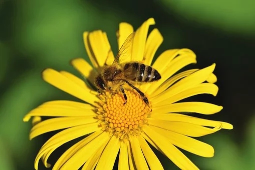 養(yǎng)蜂方法，囚禁蜂王不容易死的方法？囚禁蜂王容易死的原因