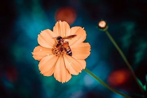 養(yǎng)蜂方法，囚禁蜂王不容易死的方法？囚禁蜂王容易死的原因