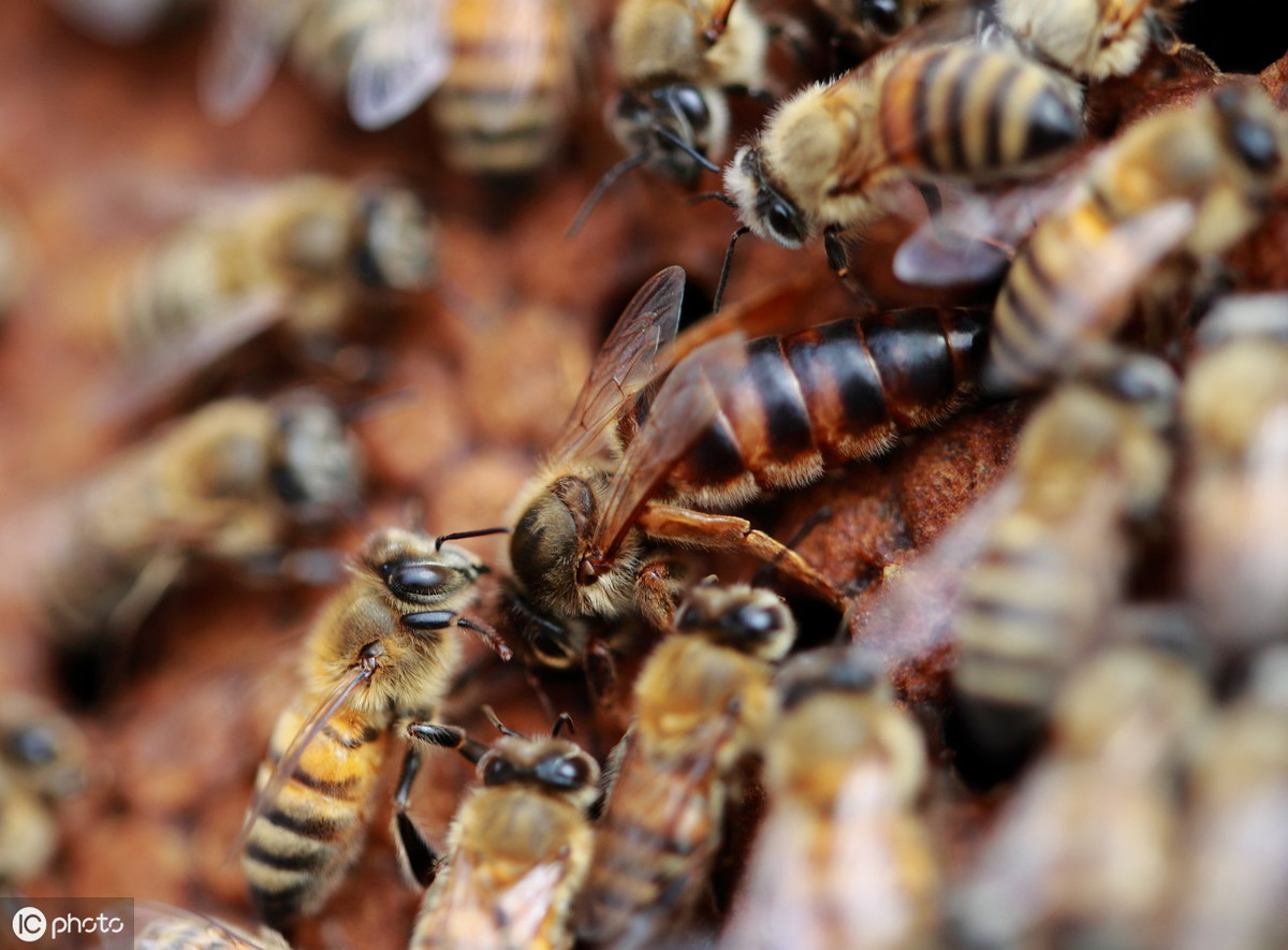 為什么用分區(qū)法能抑制“白堊病”？因此法是以“五不”為管蜂原則