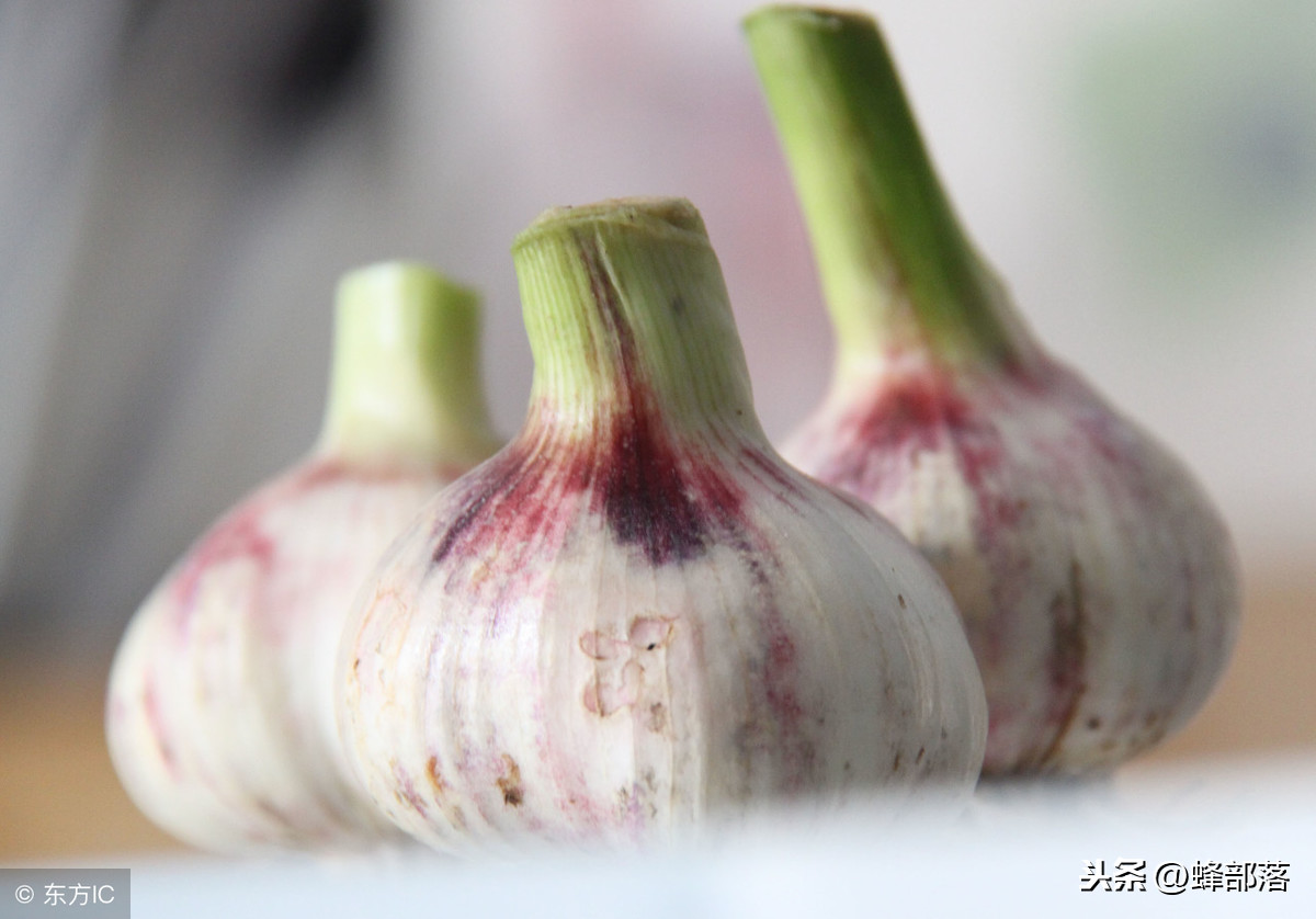 這種居家必備的食材，也是蜜蜂白堊病的克星，用它，綠色無污染
