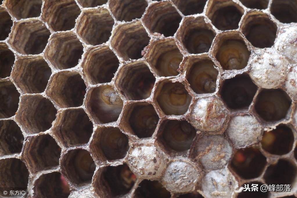 這種居家必備的食材，也是蜜蜂白堊病的克星，用它，綠色無污染