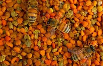 蜂花粉的注意事項(xiàng)