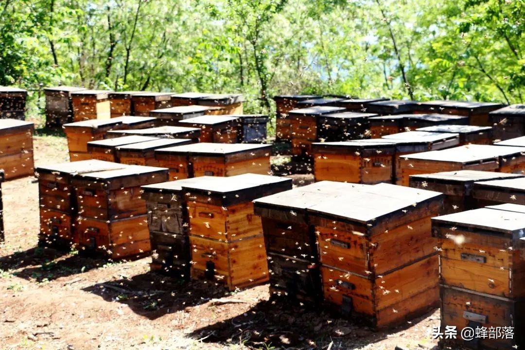 意大利引進國內的蜜蜂，嚴重危害中華蜜蜂，為啥我國還要大量養殖？