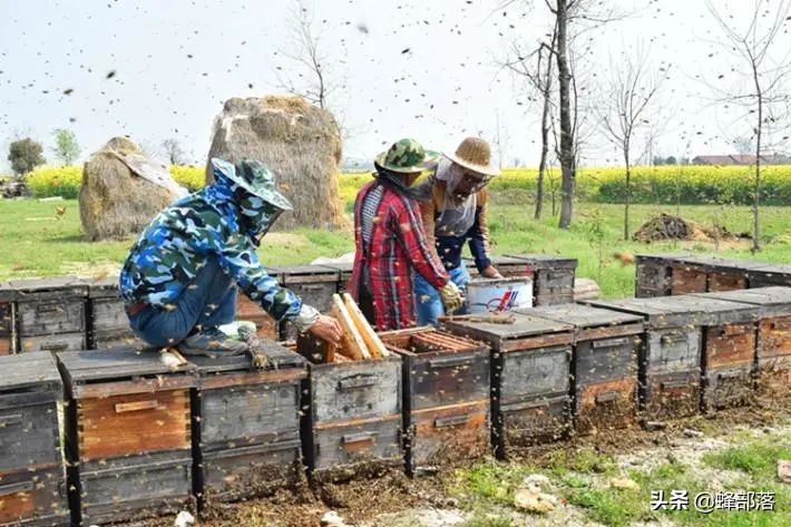 意大利引進國內的蜜蜂，嚴重危害中華蜜蜂，為啥我國還要大量養殖？