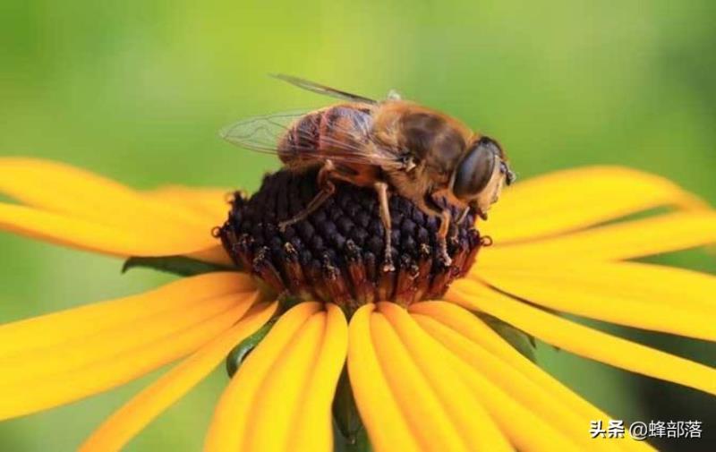 蜜蜂的平均壽命只有30天，為何冬天沒有沒花開不會團(tuán)滅？