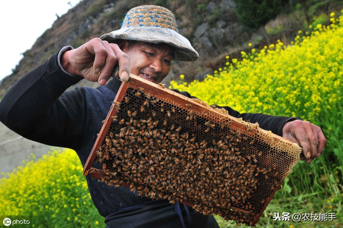 養(yǎng)殖蜜蜂時，選擇蜂種很關(guān)鍵，總結(jié)3種選用良種的原則介紹