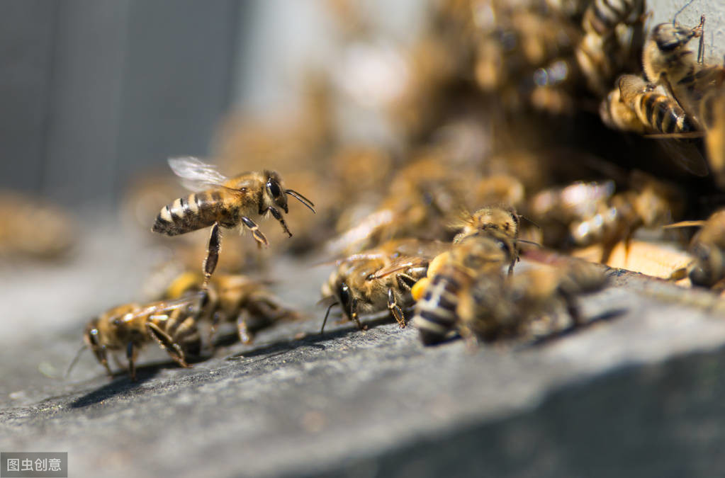 冬天蜜蜂結團近距離搬遷有回蜂嗎？該注意哪些問題？