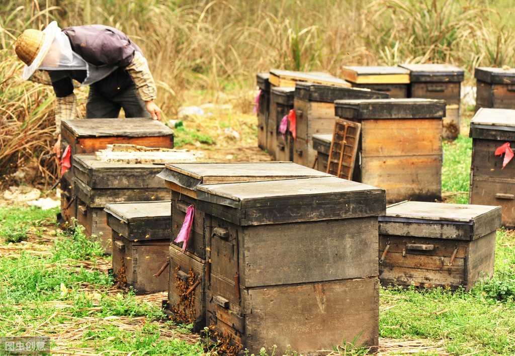 冬天蜜蜂結團近距離搬遷有回蜂嗎？該注意哪些問題？