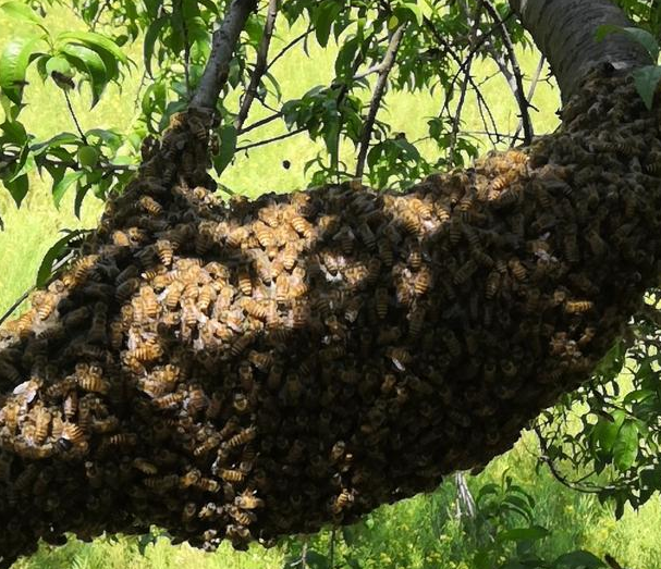 怎樣才能養好中華蜜蜂？