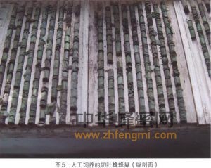 切葉蜂 切葉蜂科屬 切葉蜂的特征 切葉蜂經(jīng)濟(jì)價值