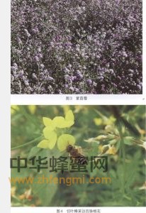 切葉蜂 切葉蜂科屬 切葉蜂的特征 切葉蜂經(jīng)濟(jì)價值