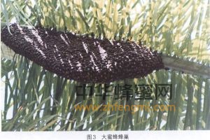 蜜蜂 品種 大蜜蜂 大蜜蜂的分布 大蜜蜂特征 大蜜蜂經(jīng)濟價值