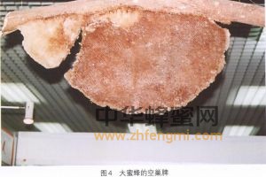 蜜蜂 品種 大蜜蜂 大蜜蜂的分布 大蜜蜂特征 大蜜蜂經(jīng)濟價值