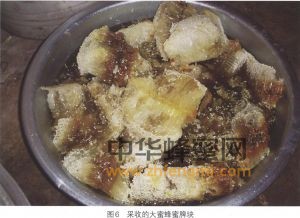 蜜蜂 品種 大蜜蜂 大蜜蜂的分布 大蜜蜂特征 大蜜蜂經(jīng)濟價值