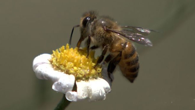 給蜜蜂喂白糖會(huì)影響蜂蜜的質(zhì)量嗎？