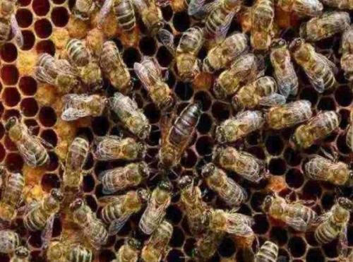 蜂王藏在蜂群什么位置？