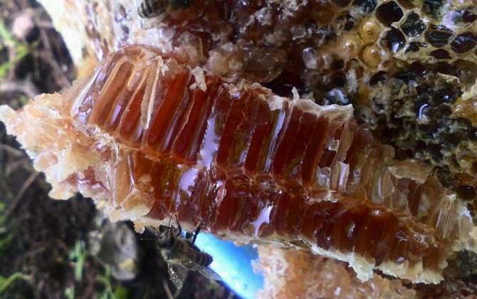 土養蜜蜂取蜜在什么時候好