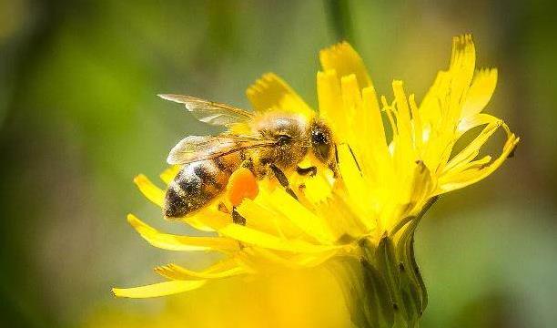 養殖意蜂收益好么（養殖意蜂，一定能產卵多、產量高、收益高嗎）