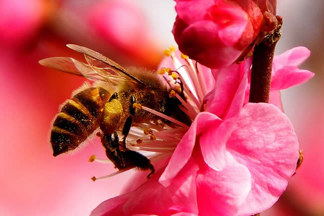 【蜜蜂知識(shí)】蜜蜂采蜜是一種什么行為？