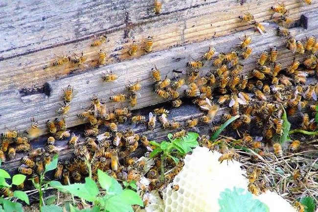 【蜜蜂知識(shí)】蜜蜂采蜜是一種什么行為？