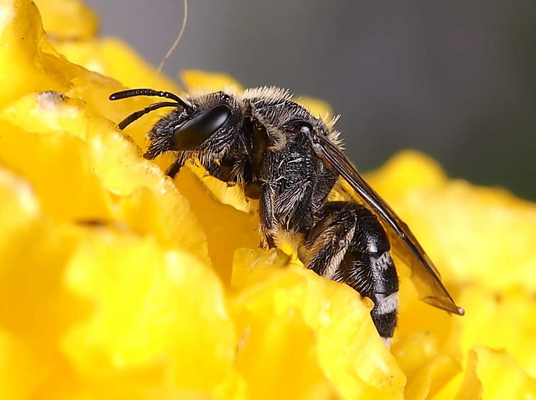 【蜂巢作用】蜂巢能治療鼻炎嗎? 蜂巢能治療鼻炎嗎?