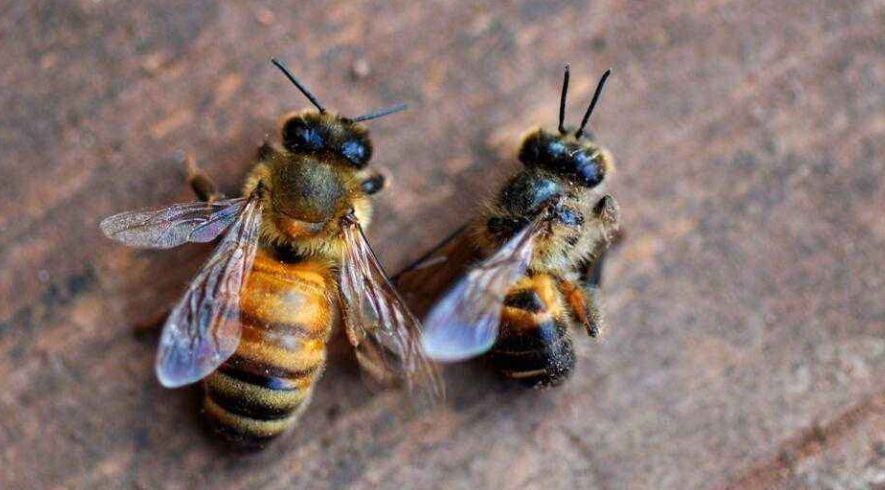 夏季蜜蜂容易出雄蜂嗎(蜜蜂雄蜂太多要不要處理) 夏季蜜蜂容易出雄蜂嗎(蜜蜂雄蜂太多要不要處理)