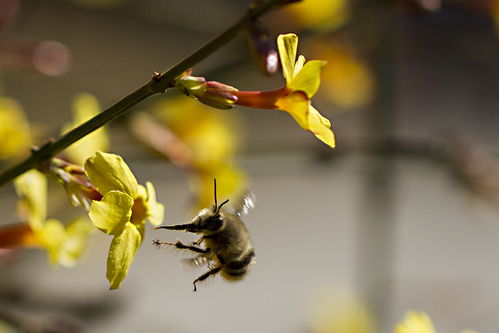 治螨蟲用什么藥最好的方法(除蜂螨效果最佳的藥物) 治螨蟲用什么藥最好的方法(除蜂螨效果最佳的藥物)