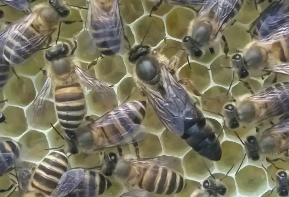 雄蜂比工蜂多是什么意思（一個蜂群內(nèi)，雄蜂和工蜂各占多大的比例）