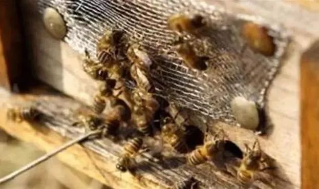 雄蜂比工蜂多是什么意思（一個蜂群內(nèi)，雄蜂和工蜂各占多大的比例）