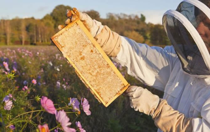 養(yǎng)蜂需要什么技術(shù) 養(yǎng)蜂需要什么技術(shù)