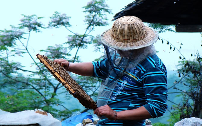 養(yǎng)蜂需要什么技術(shù) 養(yǎng)蜂需要什么技術(shù)