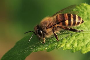 阿壩中蜂的四季管理(中蜂養殖的四季管理) 阿壩中蜂的四季管理(中蜂養殖的四季管理)